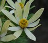 vignette Leucadendron gandogeri / Proteaceae / Afrique du Sud