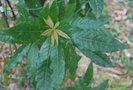 vignette Quercus gulielmi-treleasei / Fagaceae / Costa-Rica