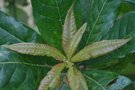 vignette Quercus gulielmi-treleasei / Fagaceae / Costa-Rica
