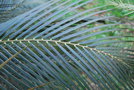 vignette Macrozamia spiralis / Zamiaceae / Australie