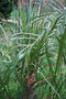 vignette Parajubaea torrallyi / Arecaceae / Bolivie
