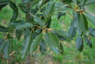 vignette Quercus morii / Fagaceae / Tawan