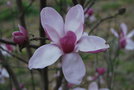 vignette Magnolia x soulangeana 'Satisfaction'