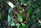 vignette Omalanthus populifolius / Euphorbiaceae / Australie