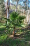 vignette Trachycarpus latisectus / Arecaceae / Sikkim