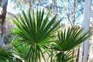vignette Trachycarpus latisectus / Arecaceae / Sikkim
