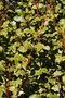 vignette Myrsine australis / Myrsinaceae / Nouvelle-Zlande