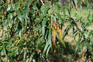 vignette Berberis insolita / Berberidaceae / Sichouan, Yunnan