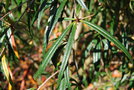 vignette Berberis insolita / Berberidaceae / Sichouan, Yunnan