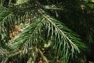 vignette Abies pindrow / Pinaceae / Himalaya