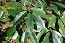vignette Magnolia platypetala