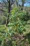 vignette Pittosporum napaulense / Pittosporaceae / Birmanie