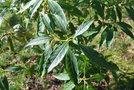vignette Pittosporum napaulense / Pittosporaceae / Birmanie