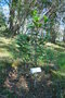 vignette Heteromeles arbutifolia / Rosaces / Californie