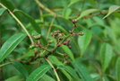 vignette Zanthoxylum oxyphyllum / Rutaceae / Himalaya