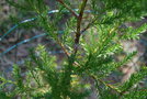 vignette Widdringtonia swartzii / Cupressaceae / Afrique du Sud