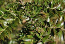 vignette Araucaria bidwillii / Araucariaceae / Australie