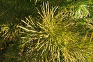 vignette Sciadopitys verticillata / Pinaceae / Japon