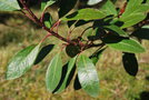 vignette Heteromeles arbutifolia / Rosaceae / Californie