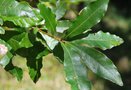 vignette Quercus sapotifolia / Fagaceae / Mexique (Vera Cruz)