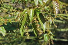 vignette Acer caudatifolium / Sapindaceae / Tawan