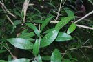 vignette Nuxia oppositifolia / Stilbaceae / Afrique