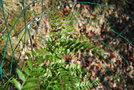 vignette Schinus weinmanniaefolius / Anacardiaceae
