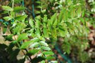 vignette Schinus weinmanniaefolius / Anacardiaceae
