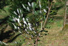 vignette Banksia integrifolia / Proteaceae / Australie