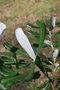 vignette Banksia integrifolia / Proteaceae / Australie