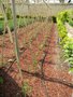 vignette Solanum lycopersicum et Ocimum basilicum