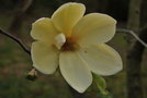 vignette Magnolia 'Yellow Lantern'