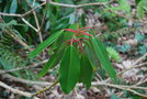 vignette Daphniphyllum himalaense var. macropodum