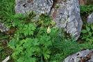 vignette Aconitum lycoctonum var. ranunculifolium