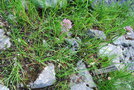 vignette Allium senescens