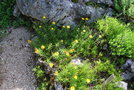 vignette Inula ensifolia
