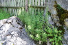 vignette Inula spiraeifolia
