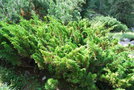 vignette Juniperus sabina