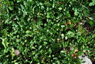vignette Globularia cordifolia