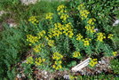 vignette Euphorbia nicaeensis