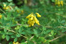 vignette Cytisus nigricans ssp. nigricans