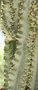 vignette Euphorbia erythraea 'Variegata'