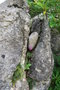 vignette Cyclamen purpurascens ssp. purpurascens