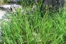 vignette Iris siberica ssp. siberica