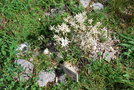 vignette Leontopodium alpinum