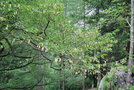 vignette Ostrya carpinifolia