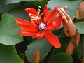 vignette Passiflora miniata, Sri Lanka