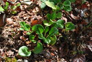 vignette Pyrola rotundifolia