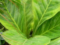 vignette Anthurium bonplandii subsp guayanum