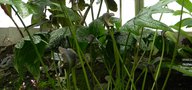 vignette Dorstenia arifolia